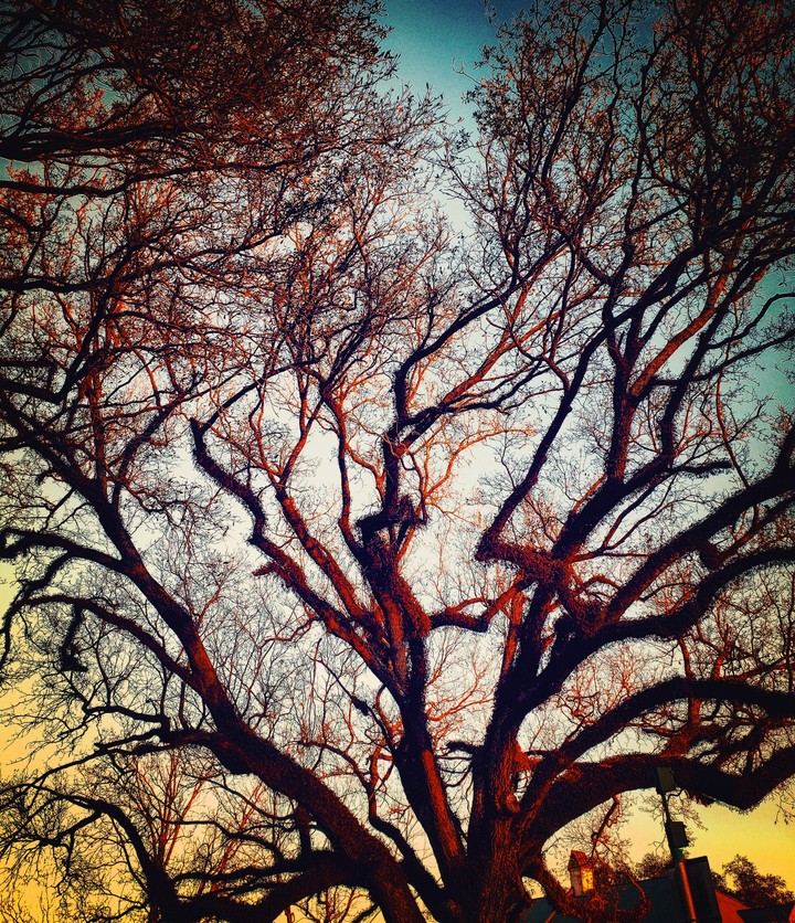 mother tree