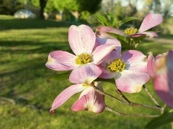Mississippi Dogwood