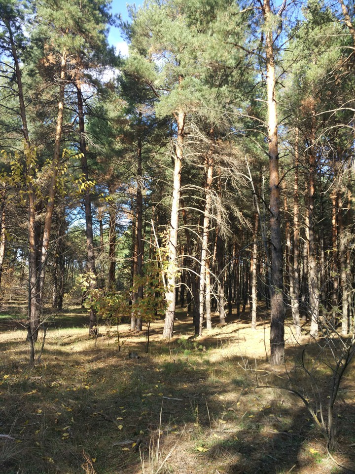 Андреевский лес