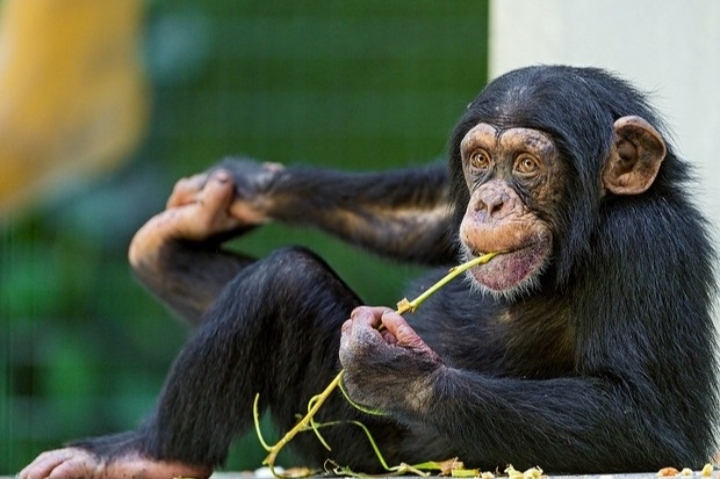 gorilla