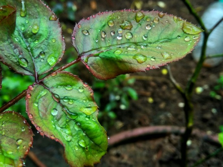 leaves