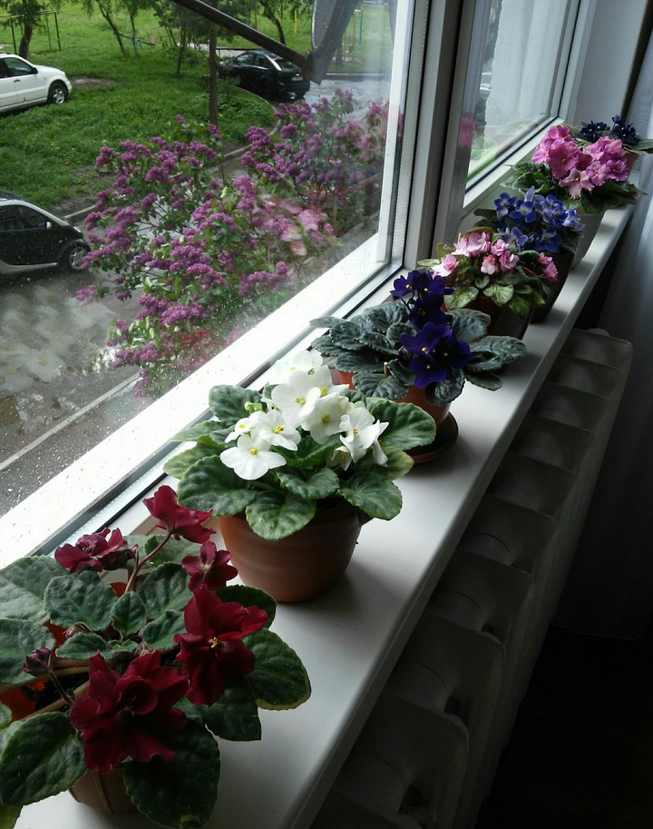 #spring#violets