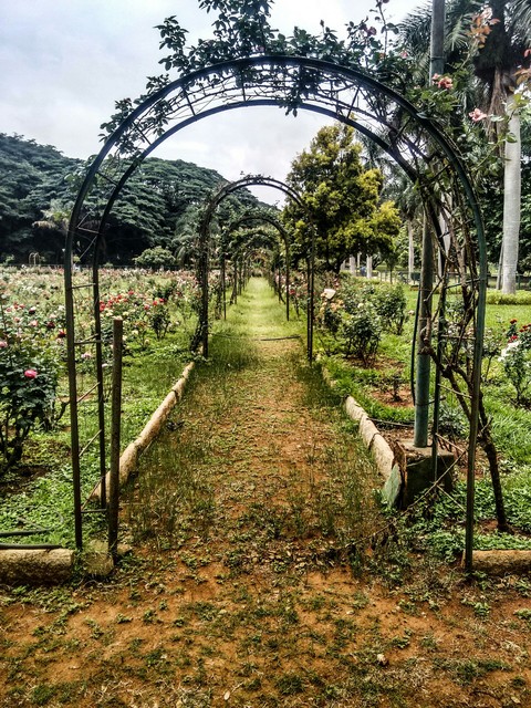 garden