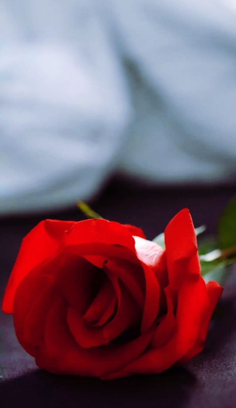 Valentine's Day special