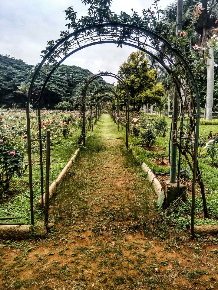 garden