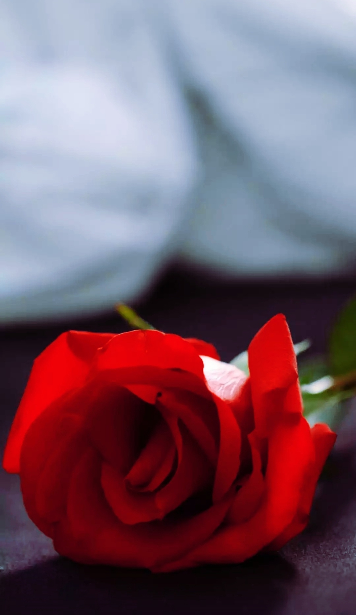 Valentine's Day special