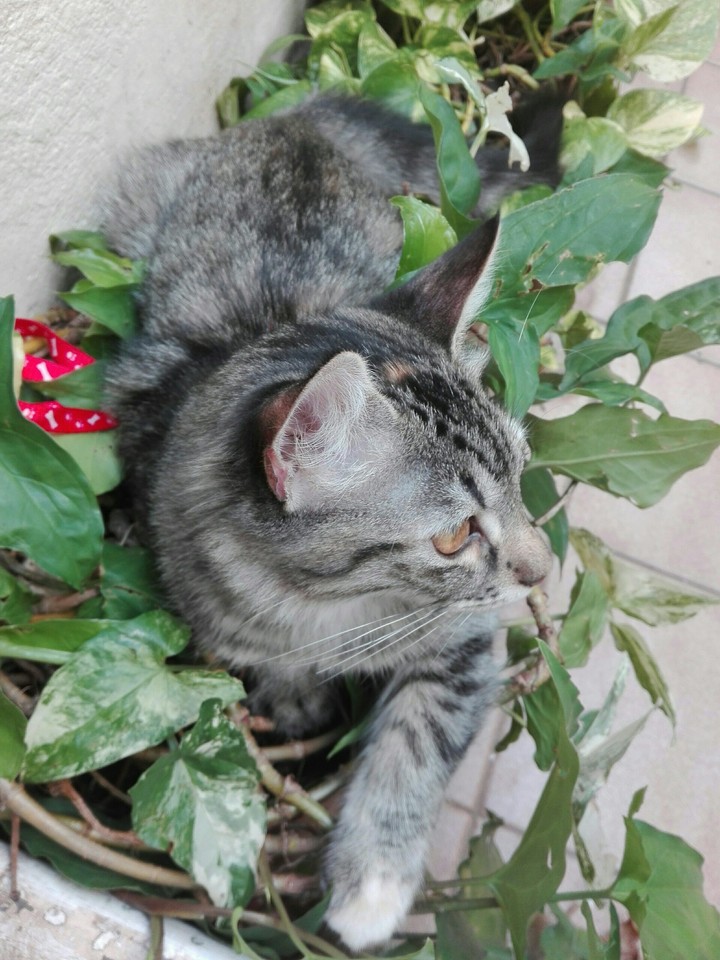Oli