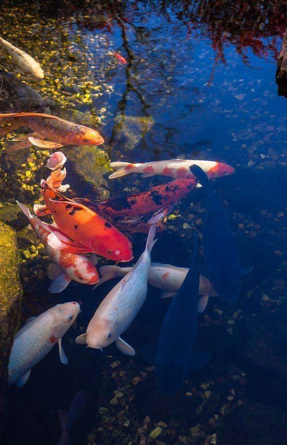 Fish