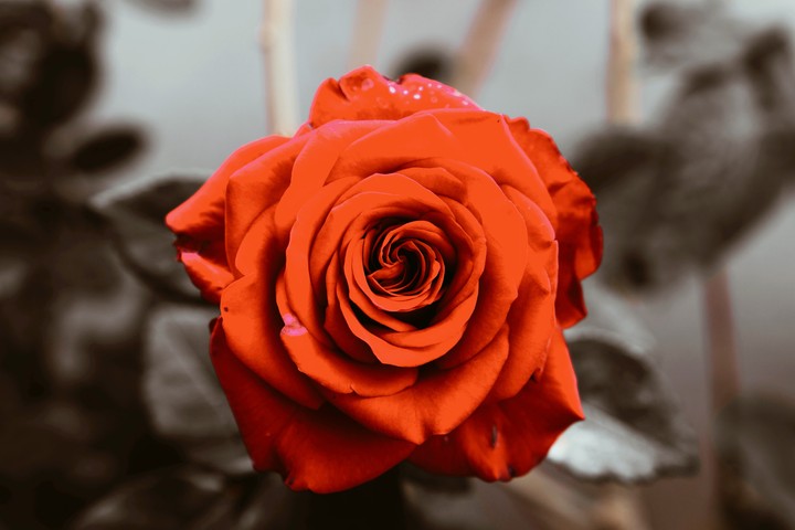 Rose