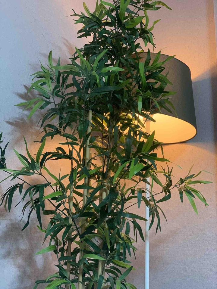 plants