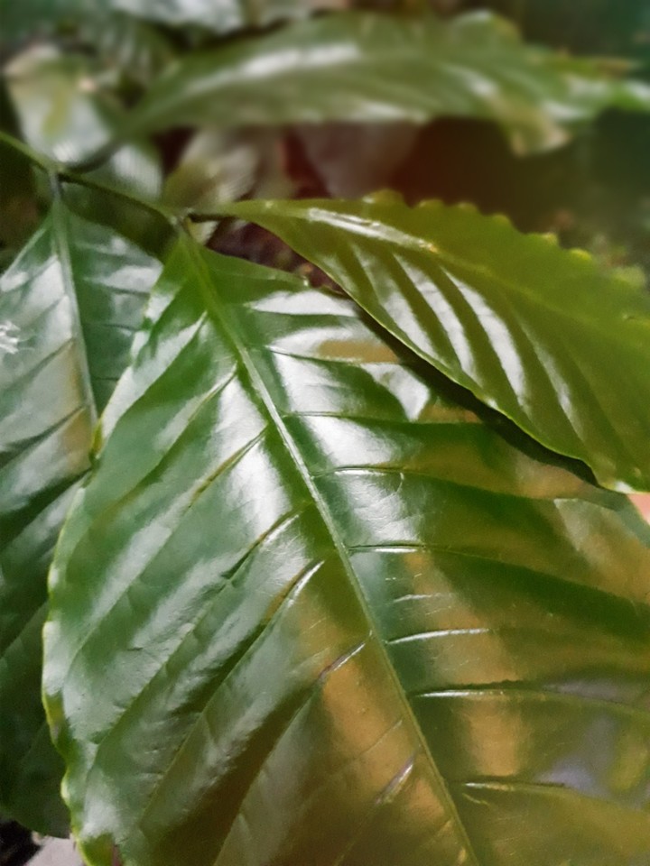 leaf