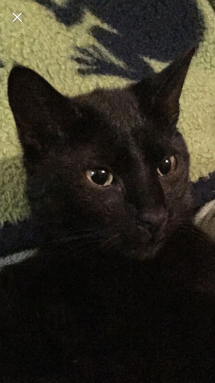 Vote Squig! #NationalCatParty