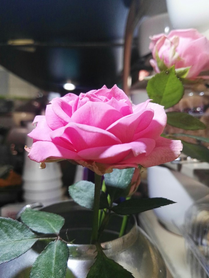 Rosa Rosa