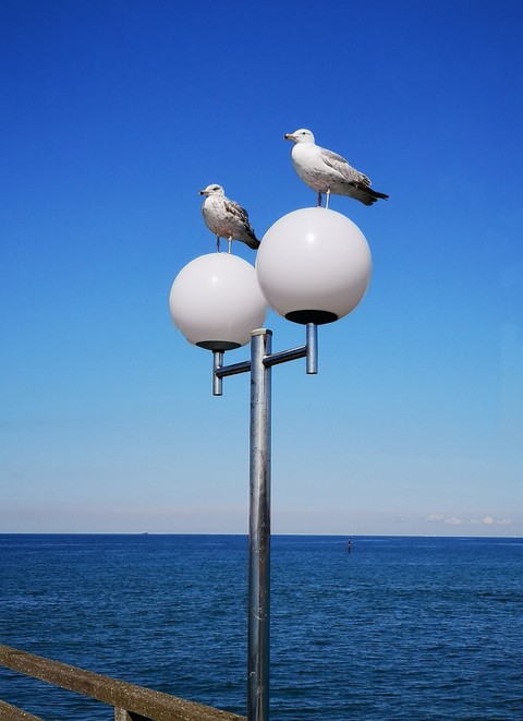 tapety Vögel, lake