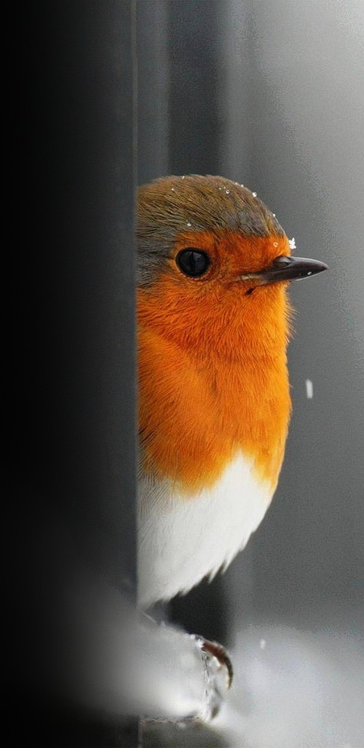 bird