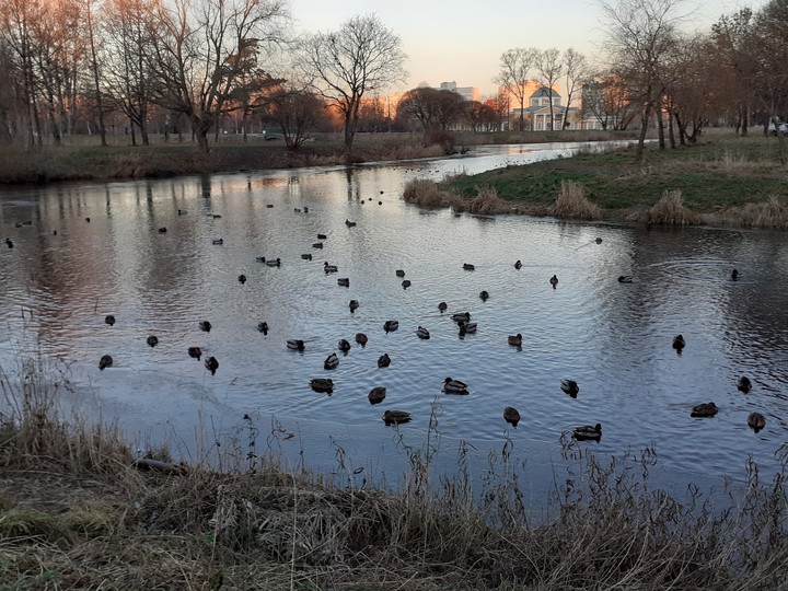 Утки в парке Александрино