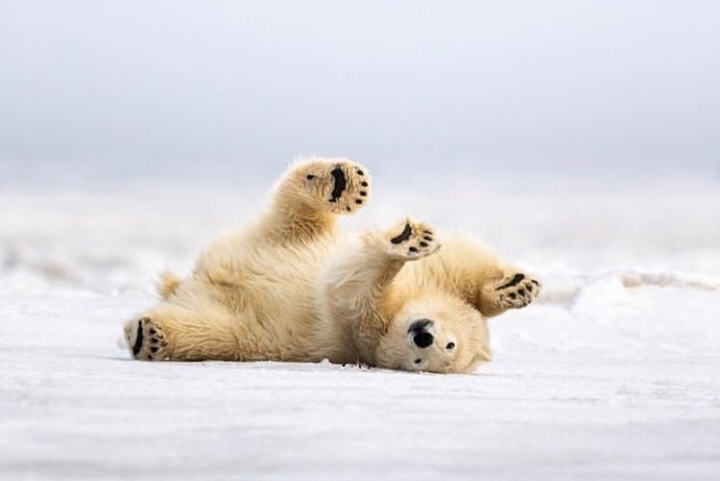 Bear