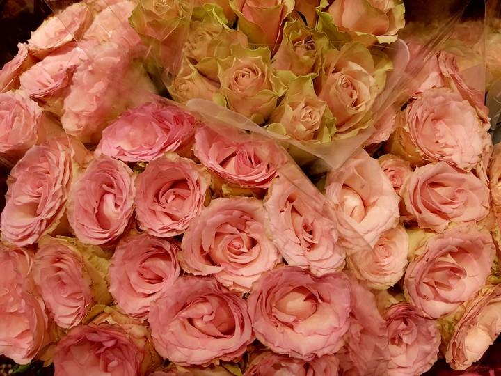 rose