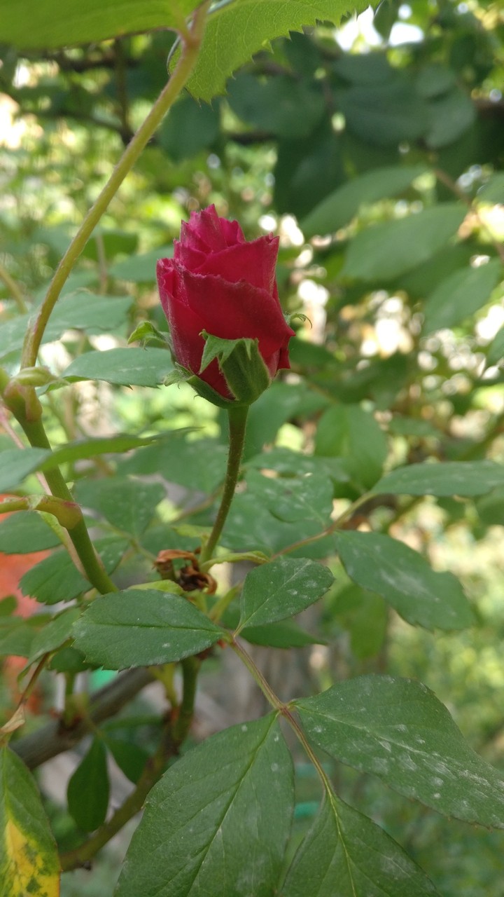 rose