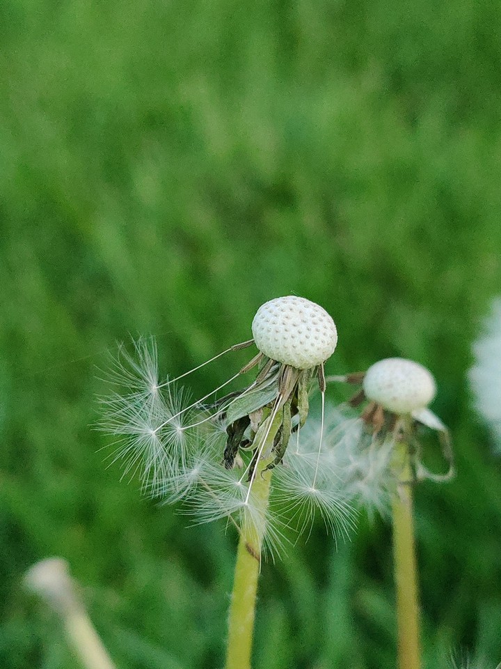 Summer pollen