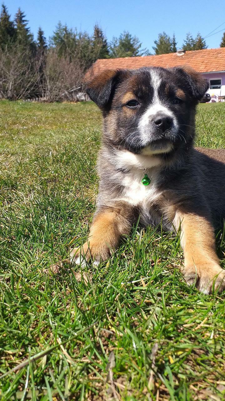 balto