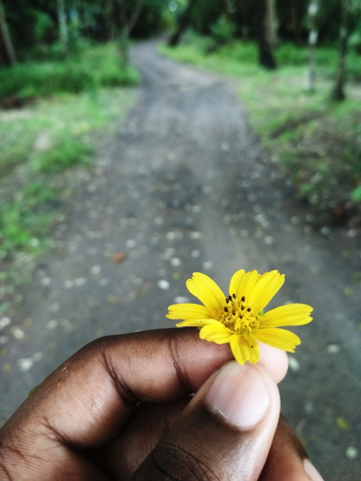 flower