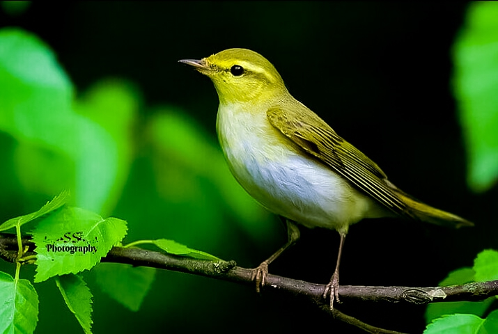 bird photography