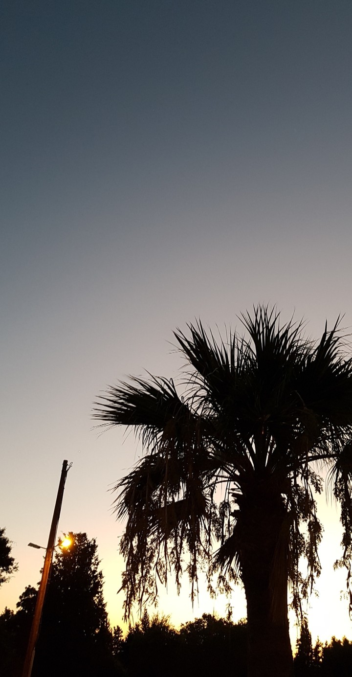 evening stroll