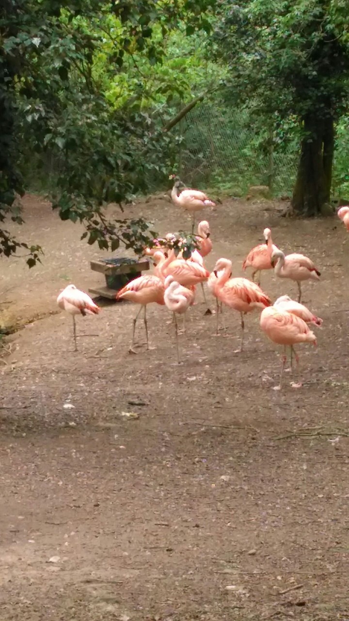 flamingos