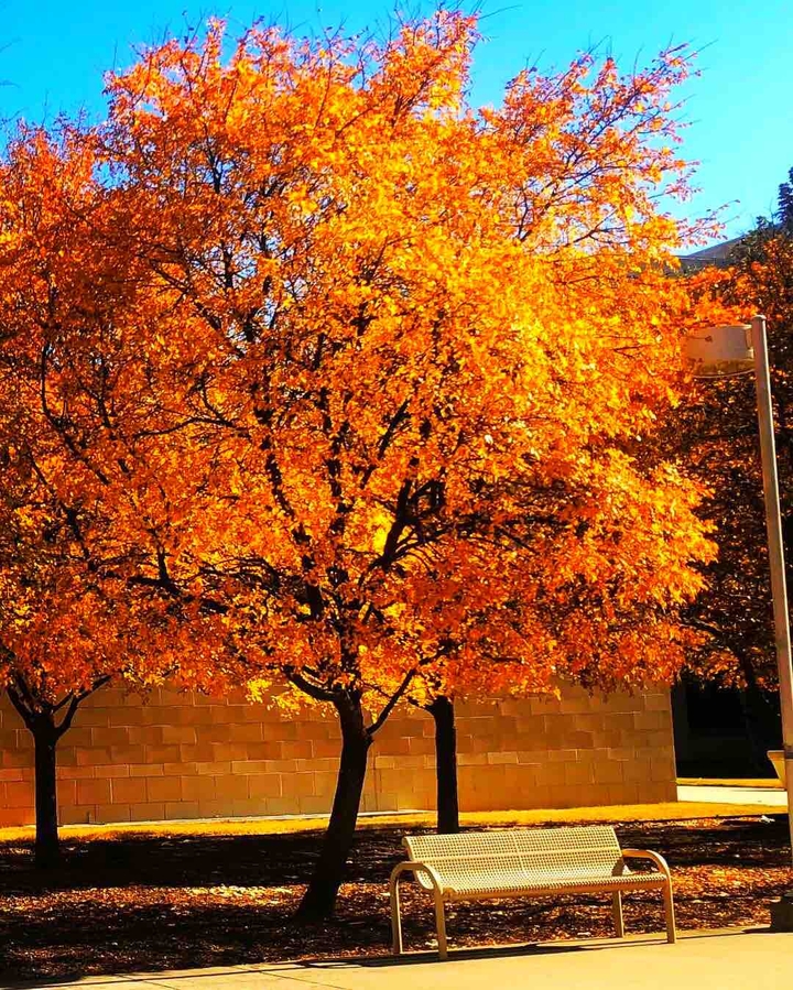 Autumn ?