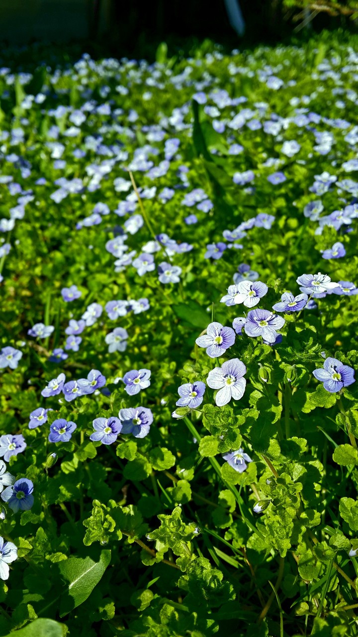 grass and flowers