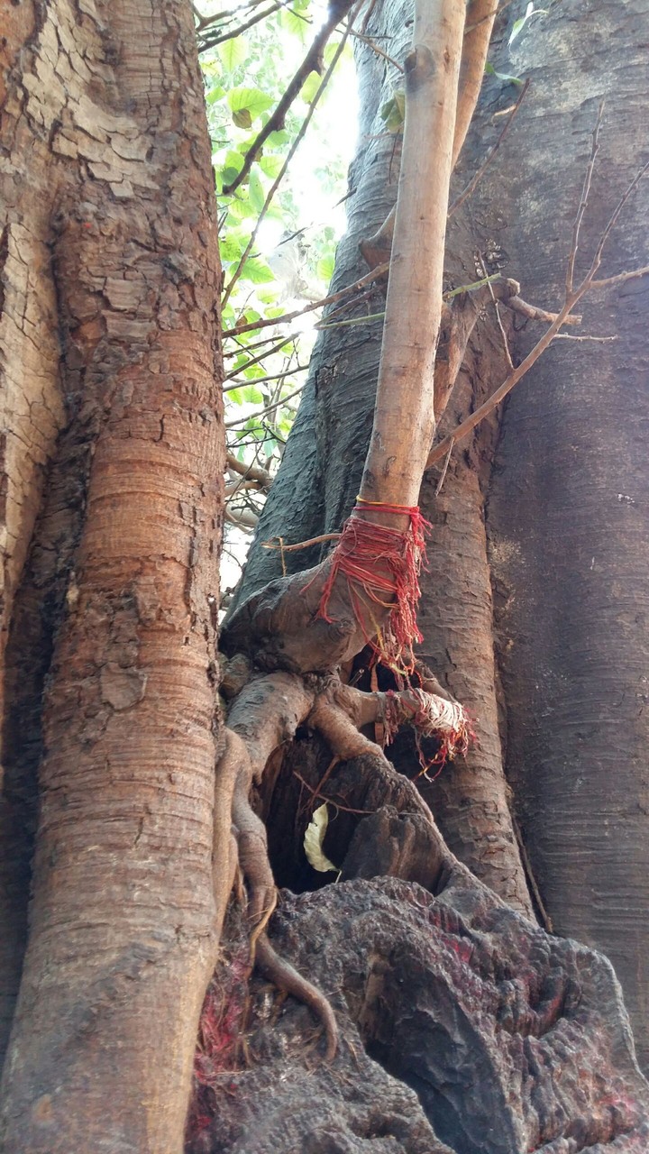 great pattern of ganesha on tree