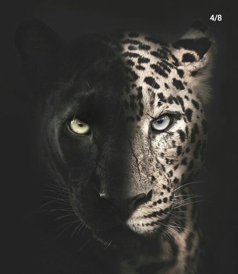 blacken-white_panther