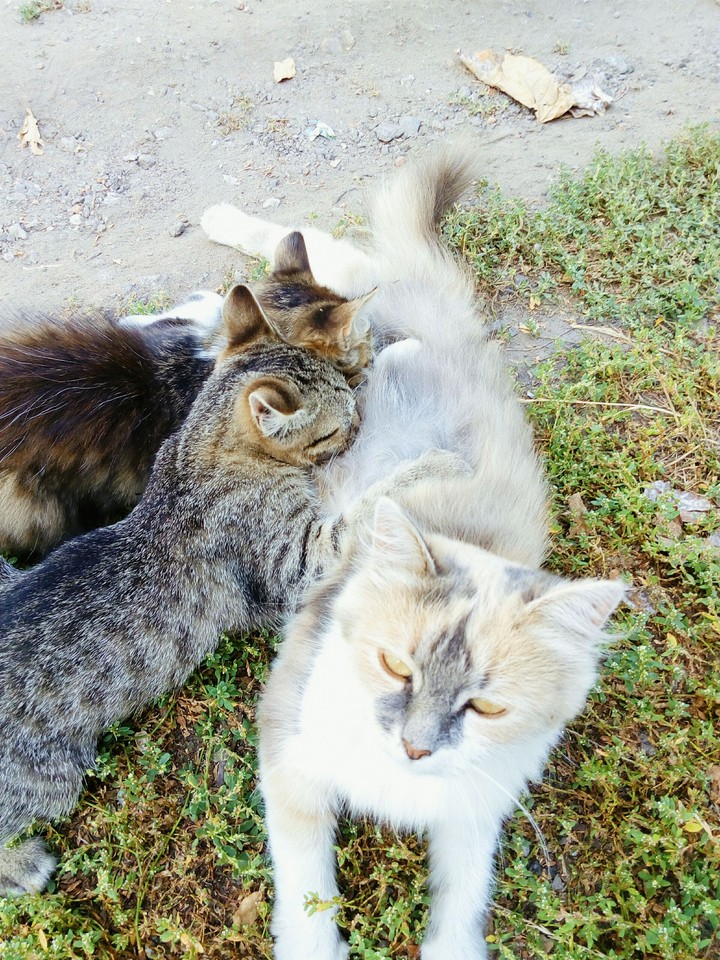Cats Ukraine