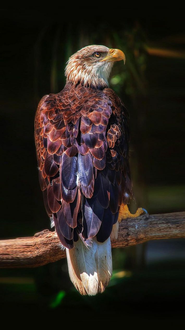 eagle