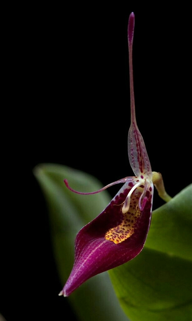 Orchid