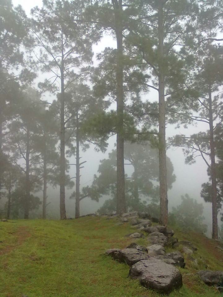 forest