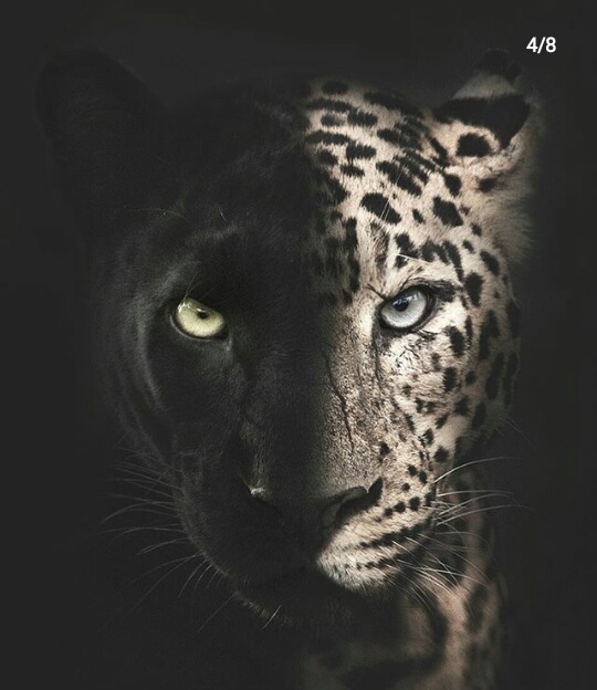 blacken-white_panther