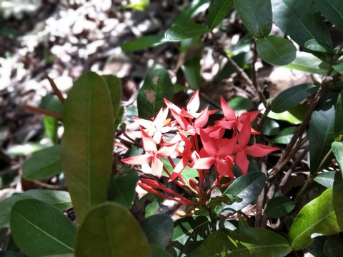 beautiful flowers