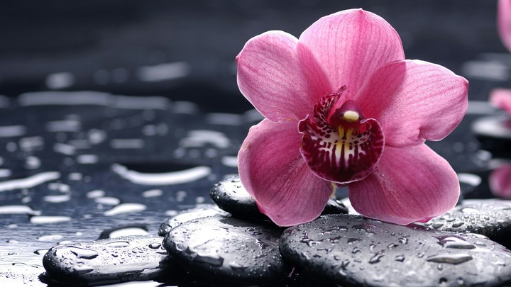 flower 8k regulation