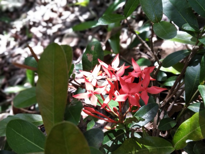 beautiful flowers
