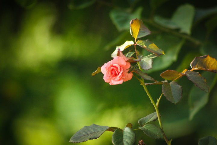 Rose
