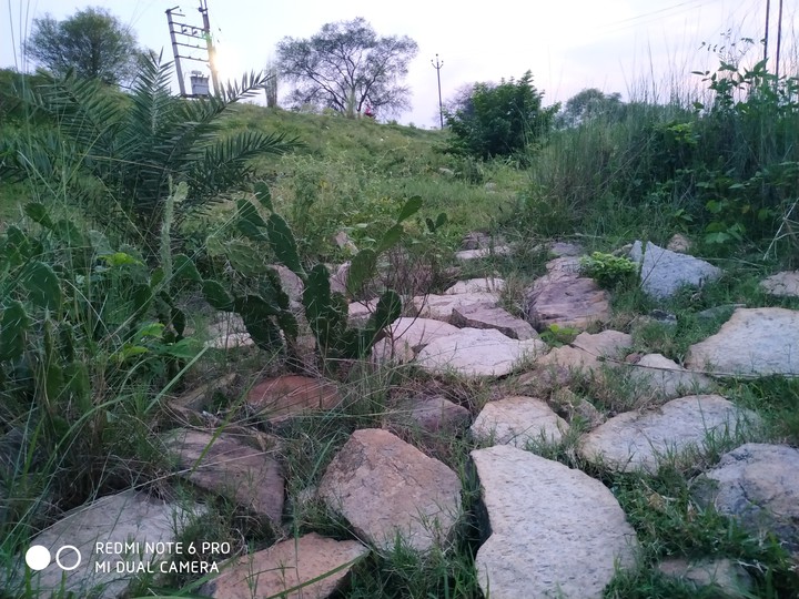 nature