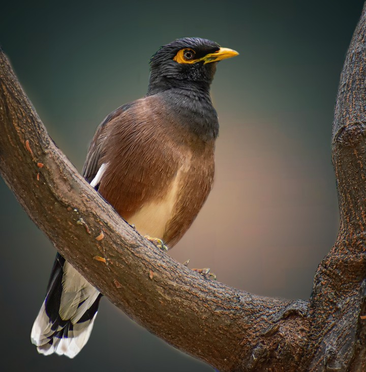 Myna