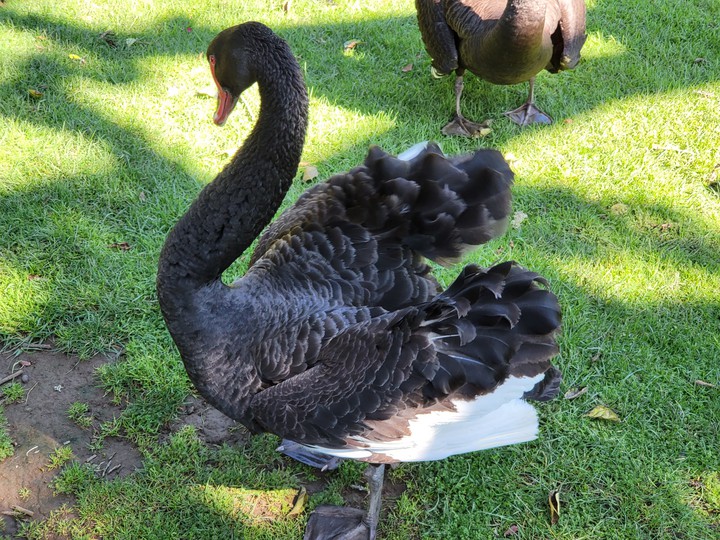Western Springs Lakeside Park, Auckland, New Zealand