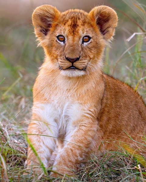 шпалери felidae, Safari