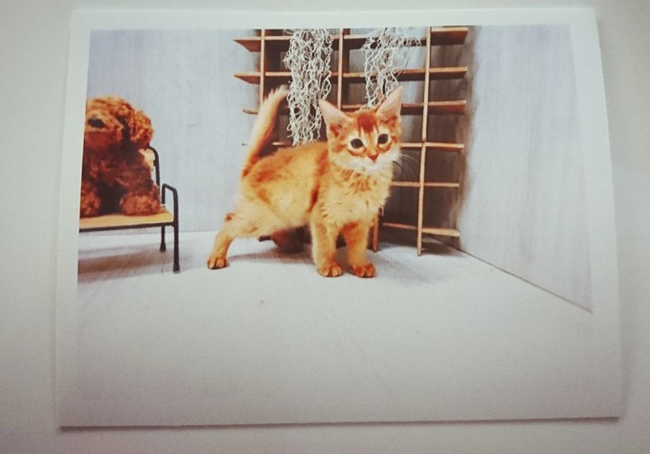 my cat
