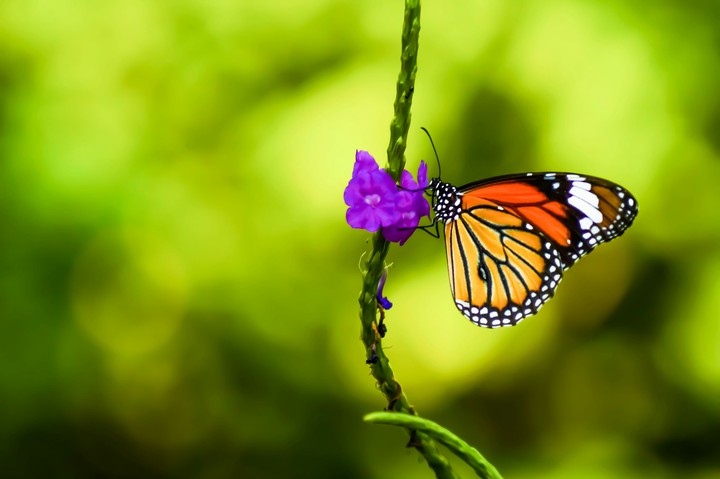stripped tiger Butterfly