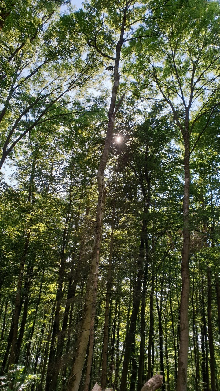 Wood