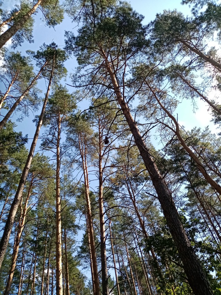 брянский лес